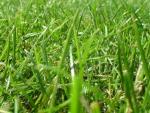we help you choose the rigth native plants to reduce water use